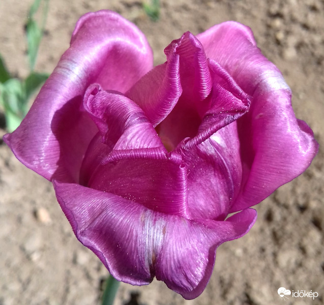 Rózsaszín tulipán ragyogásban :)