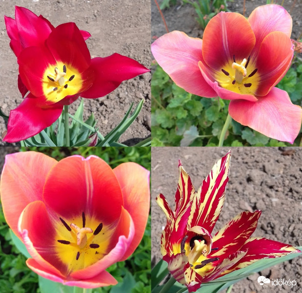 Variációk tulipánra :)