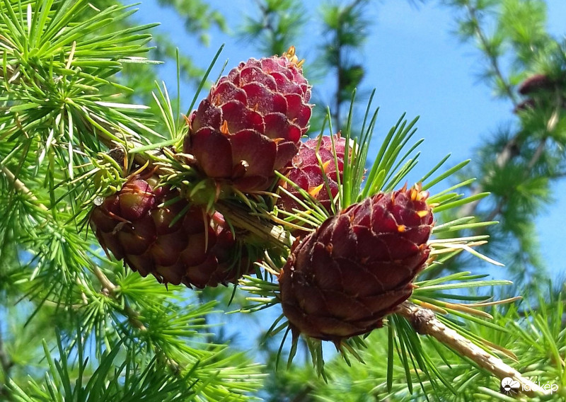 Lombhullató fenyő és virága közelről :)
