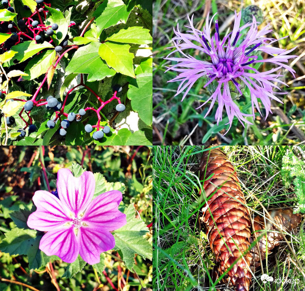 Fókuszban a kora őszi hangulat :)