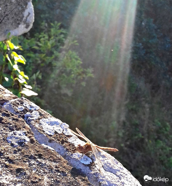 Szitakötő "reflektorfényben" :)