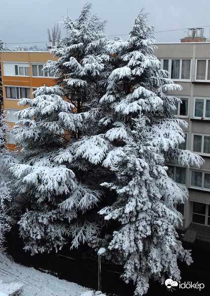 "Fenyőcsalád" fehérbe öltözve :)