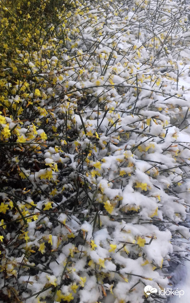 Téli jázmin "fehérrel hintve" :)