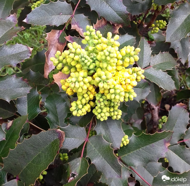 Virágzik a mahónia is :)