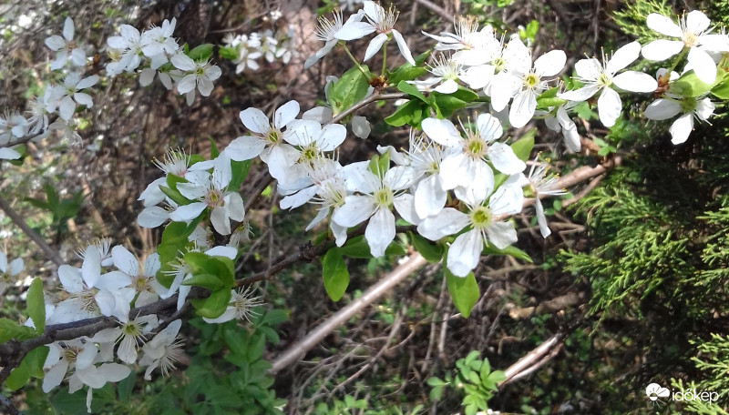 Végre itt is virágoznak a fák :)