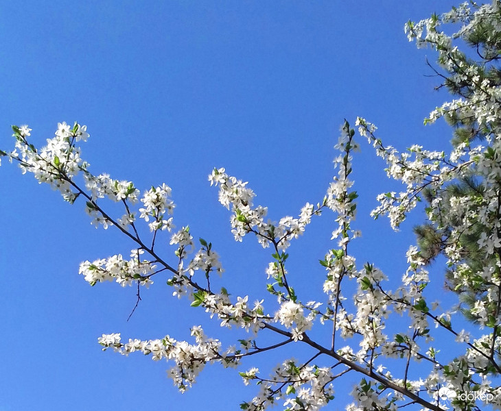 Felhőtlen ég, virágzó faág :)