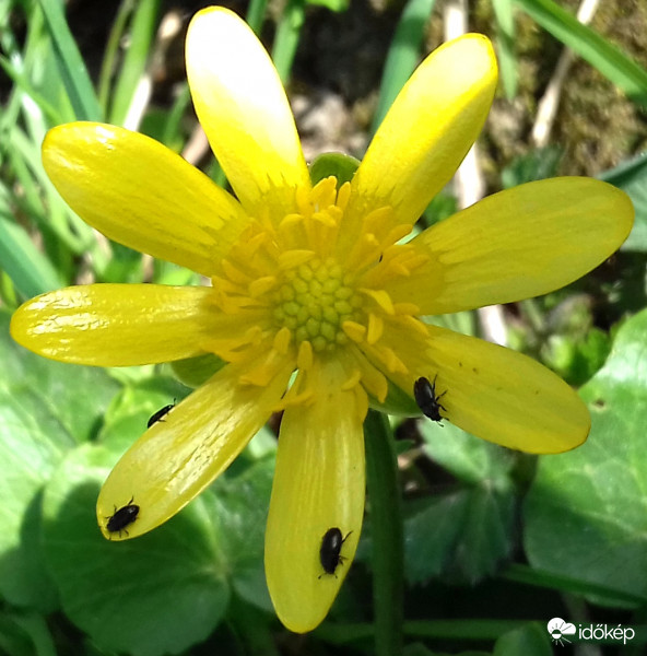 Nagy a nyüzsgés... :)