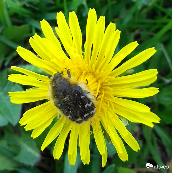 Pitypang és fura "látogatója" :)