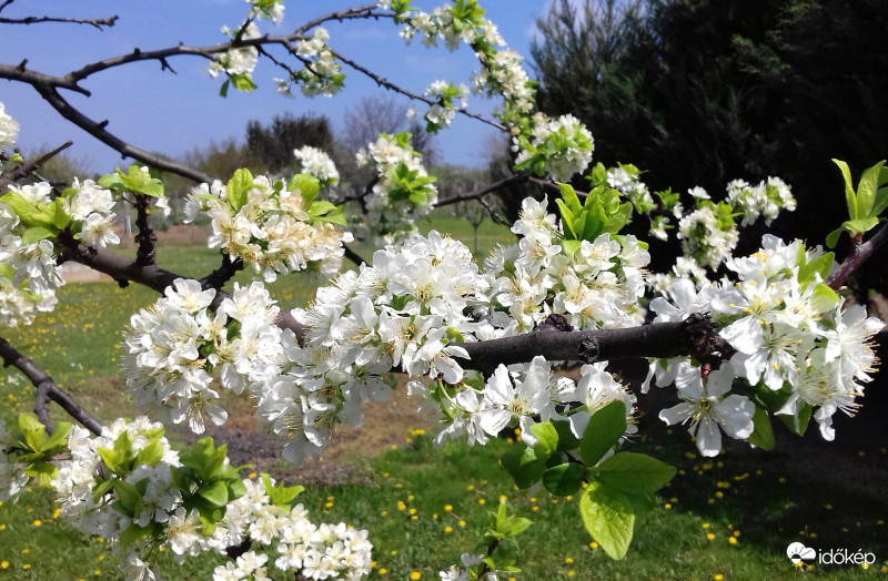 Virágba borult szilvafa 1.