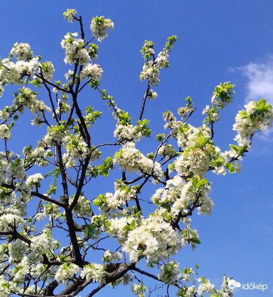 Virágba borult szilvafa 2.