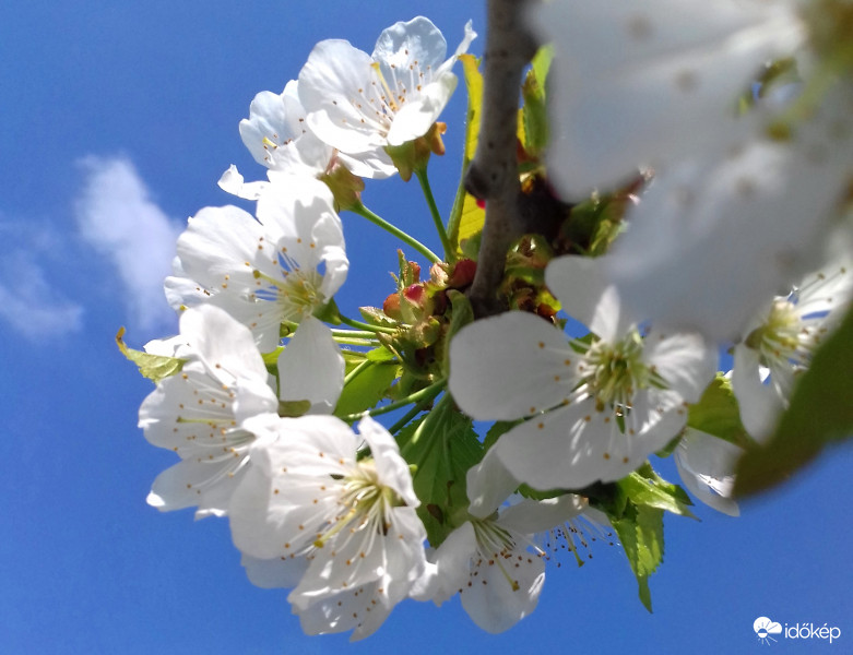 Cseresznyefa virágzása