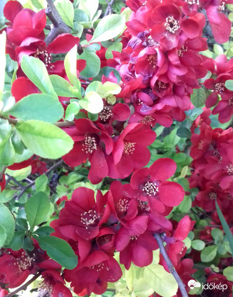 Feltűnő szépség :)