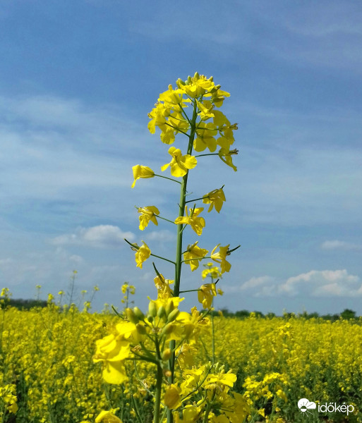 Kimagasló "példány" a repceföldön