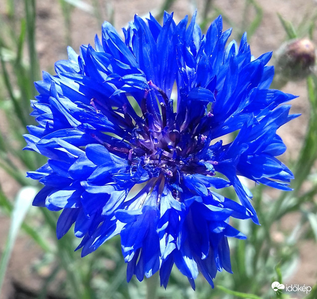 Búzavirág "szuperkékben"