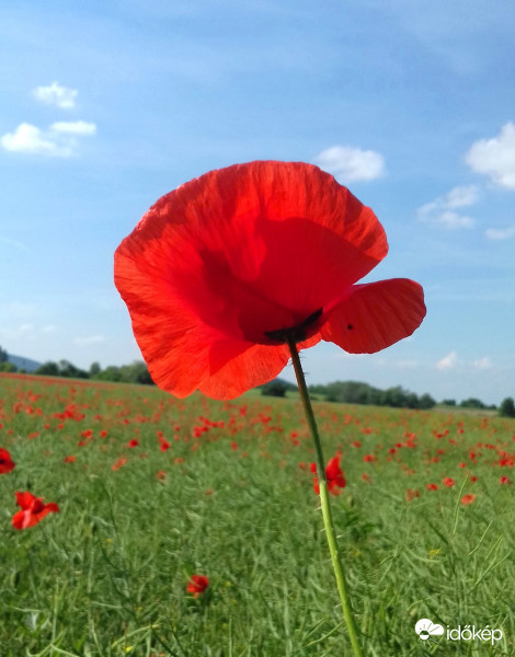 Főszerepben a pipacs 1. 