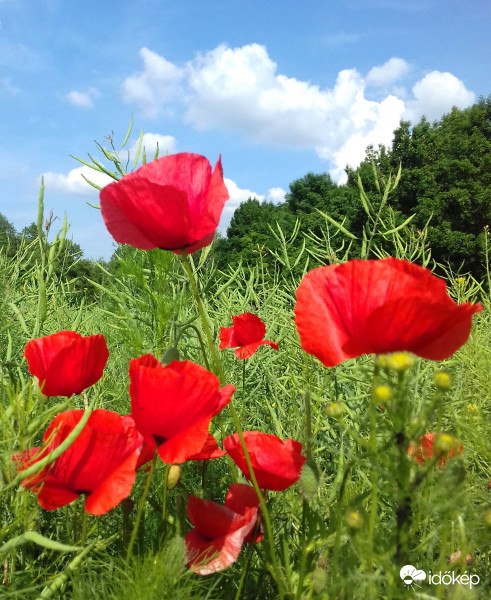Főszerepben a pipacs 2.