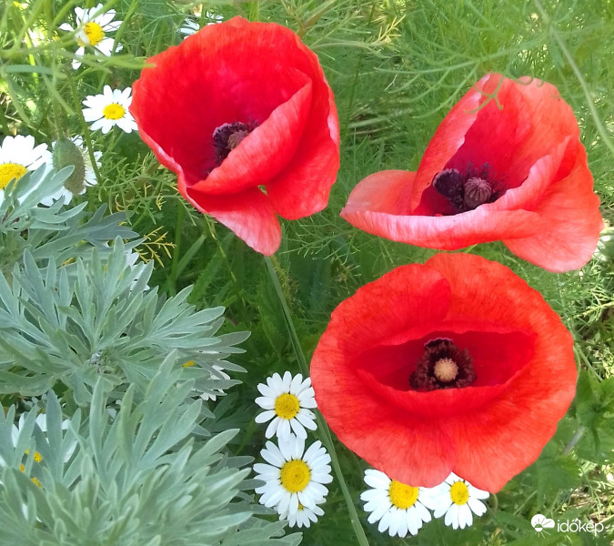 Főszerepben a pipacs 3.