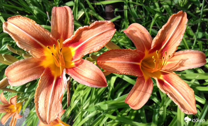 Tűzliliomok "kettecskén" :)