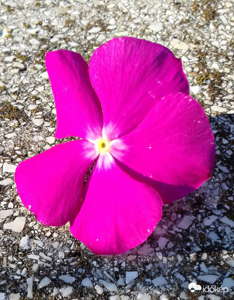 Virág kicsit másképp... :)