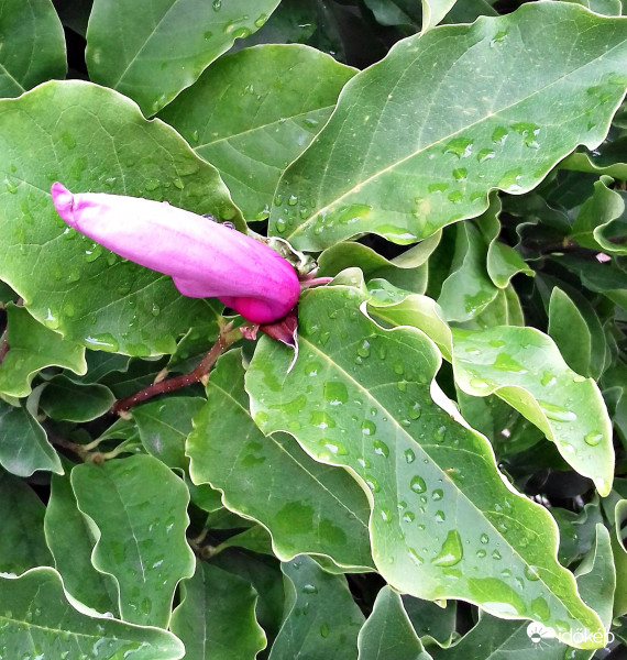 Kínai liliomfa esőtől felfrissülve :)