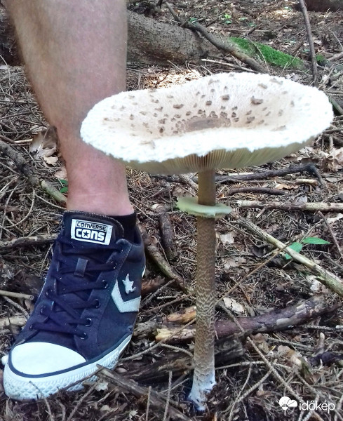 Óriásra nőtt őzlábgomba :)