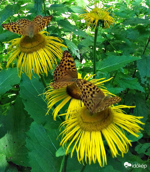 Hárman egyszerre... :)