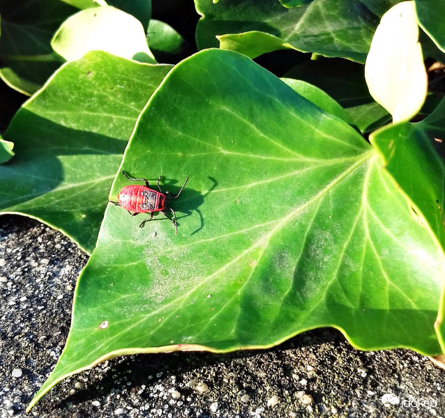 Zöld és vörös = komplementer színpár :)