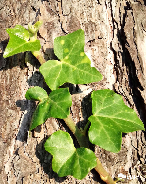 Frissen, üdén, zölden... :)