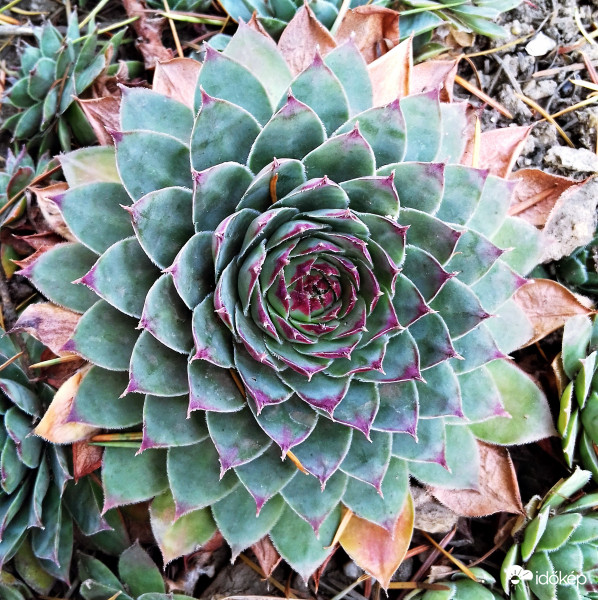 Kövirózsa kicsit szárazan, de azért teljes díszben :)