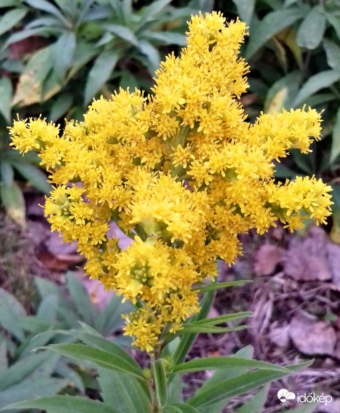 Egy sárga "ismeretlen" :)