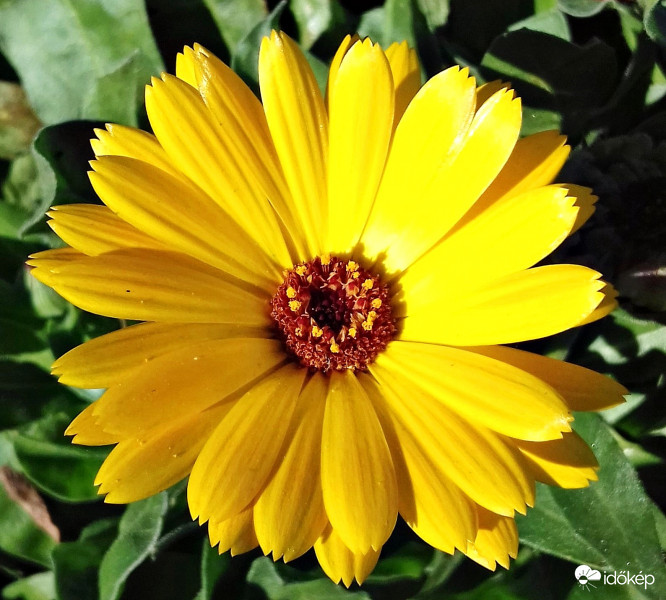 Egy sárga szépség november közepén