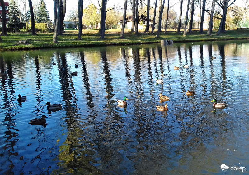 Ibolya-tó és a kacsák :)