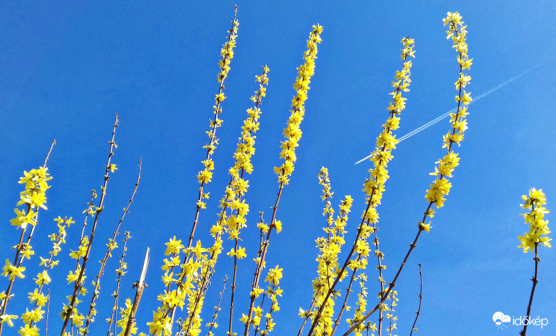 Aranyeső repcsivel "tűzdelve" :)