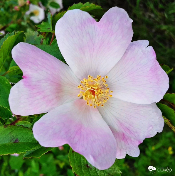 Boldog névnapot kívánok kedves Tünde! :)