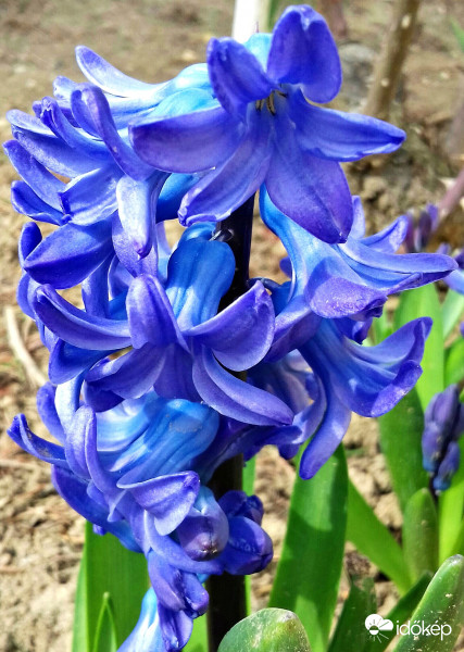 Sándor napra kinyílt a jácint :) 