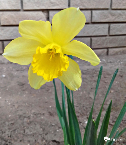 Nárcisz egymagában :)