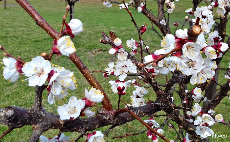 Végre virágoznak a fák :)