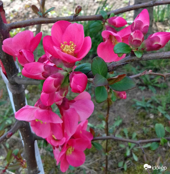 Végre virágzik a japánbirs :)