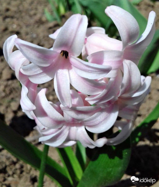 Jácint más színbe öltözve :)