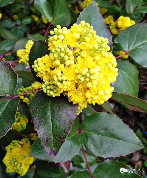 Virágzik a mahónia is