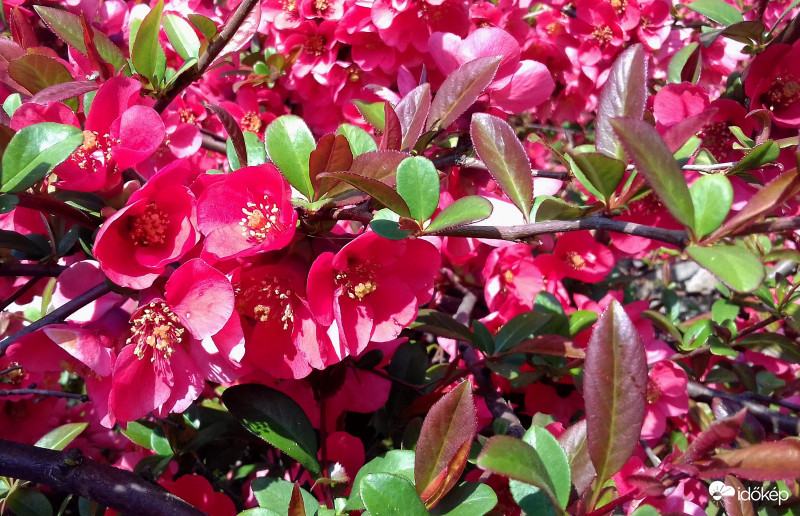 Bárhol járok, mindenhol japánbirs... :)