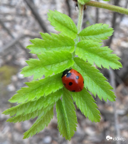 Végre egy "hétpettyes" is előkerült :)