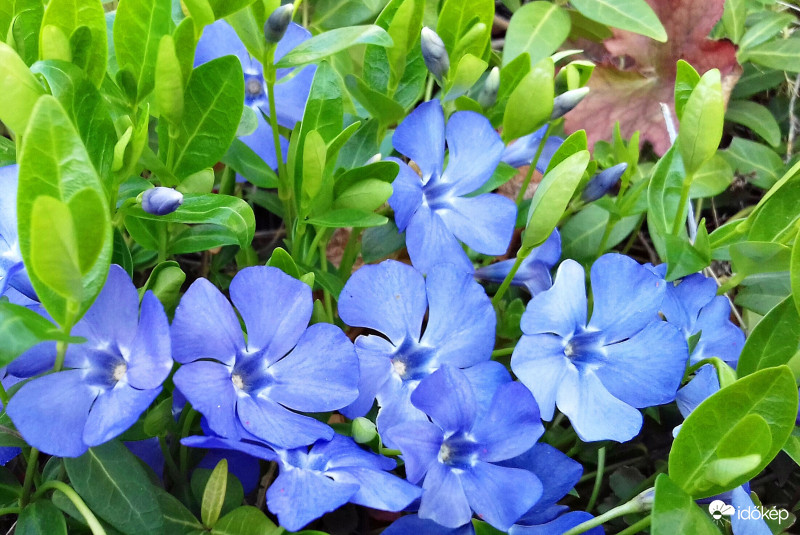 Kis kék szépség (Kis meténg) :)