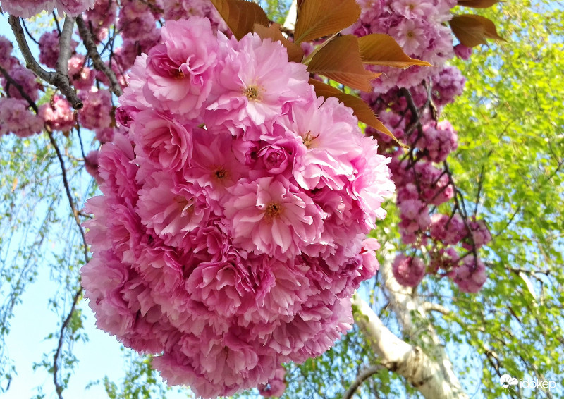 Pompázik a japán cseresznye is :)