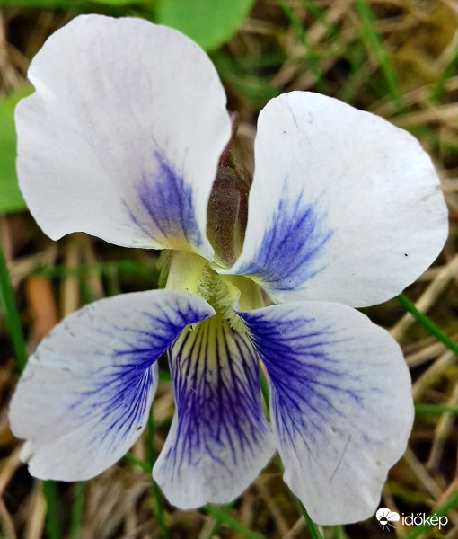 Csíkos vagy más néven amerikai ibolya :)