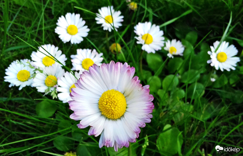 A százszorszép még mindig szép... :)