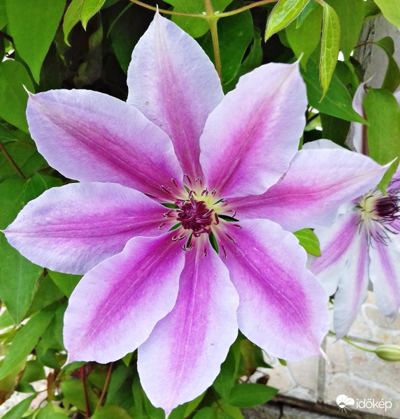 A rossz idő ellenére a klemátisz is pompázik :)