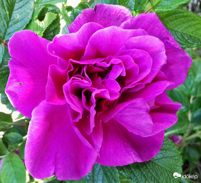 Feltűnő szépség :)