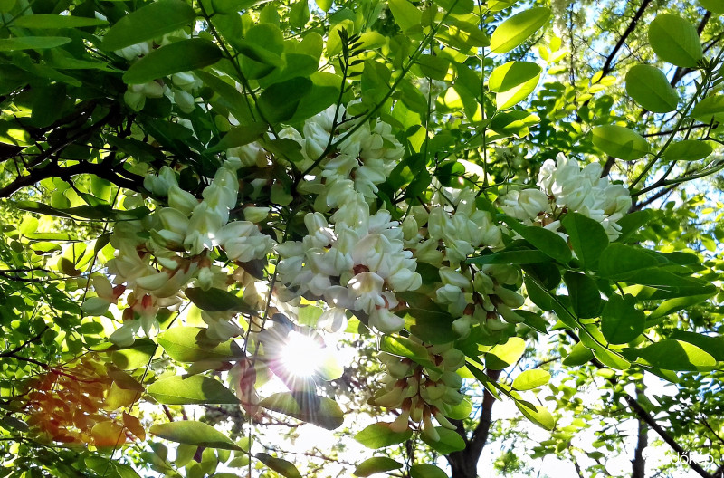 Végre szikrázó napfény... :)