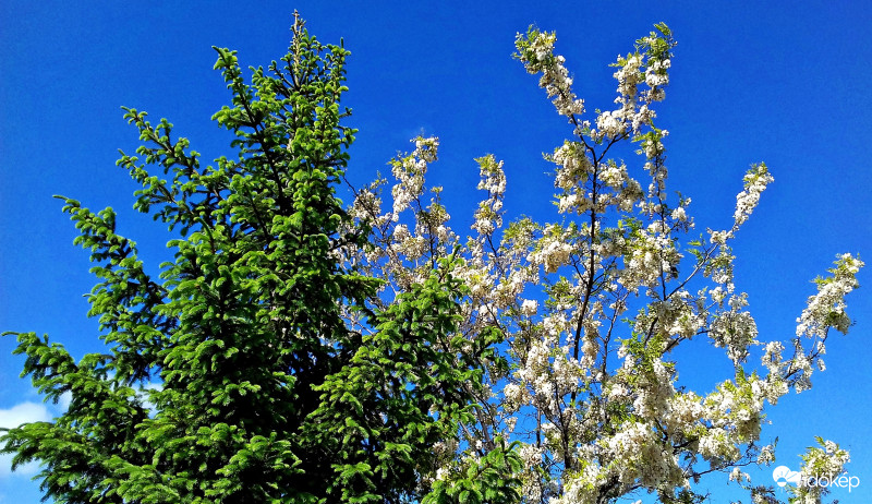 Zöld, fehér és kék 1. :)